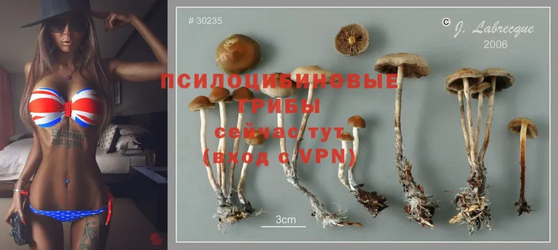 купить наркотик  Нижний Новгород  Псилоцибиновые грибы Psilocybe 